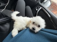 2.5 aylık yavru terrier