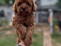 Poodle Yavruları