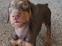 REZERVE AÇIK DOBERMAN