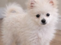 3 aylık pomeranian beyaz erkek sahiplendirilecektir