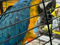 ARA MACAW 4 YAŞINDA