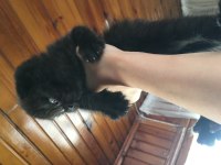 Siyah Biri Dişi ve Biri Erkek Scottish Fold Yavrularım