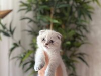 SCOTTISH FOLD SILVER YAVRULARIM 