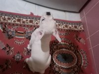 3 aylık french bulldog oğlumu sahiplendiriyorum