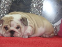 ÜST DÜZEY İNGİLİZ BULLDOG YAVRULAR