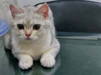 british shorthair erkek