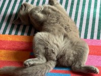 british shorthair dişi