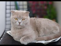 Ücretsiz sahiplendirme scottish fold kedimiz
