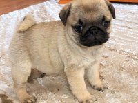 Pug Saf Irk