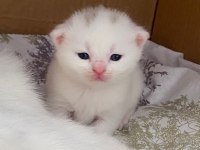 BRITISH SHORTHAIR 2 AYLIK 4 TANE YAVRU KUM EĞİTİMLİ