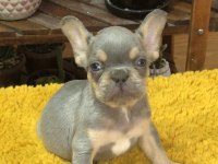 ERKEK FRENCH BULLDOG KÖPEKLER
