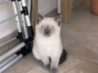 British Shorthair Blue Point Yavru