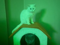 Kızımıza yeni ev british shorthair