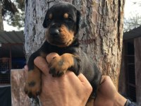 Irk garantili rottweiler yavrular
