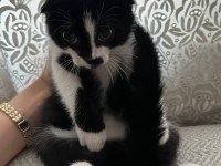 3 aylık yavru scottish fold