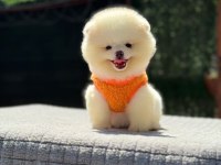Gülen Surat Pomeranian Boo Miniğimiz