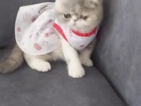 Full şecereli 55 günlük exotic shorthair