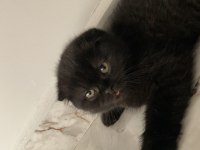Scottish fold kedi cinsli