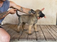 Koca Patili Malinois Yavrumuz