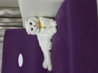 Sakin uysal kedime yeni sahip arıyoruz