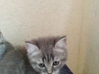 SAHİPLENDİRİLMEK ÜZERE 5 ADET YAVRUMUZ MEVCUT.