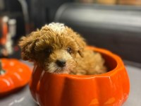 Maltipoo Yavrularım Orijinal
