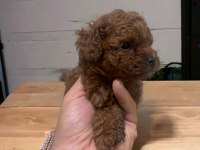 MİNİ BOY TOY POODLE YAVRULAR