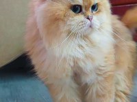 KEDİMİZ İÇİN EŞLEŞME İLANIDIR