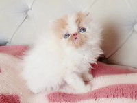 Persian bebişler