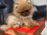 Mikro Pomeranian Bardak Boy