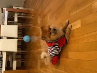 3 yaşında erkek pomeranian spitz
