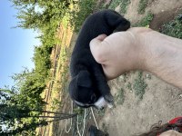 Chihuahua yavrularımız