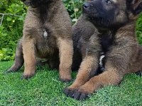 Safkan Belçika Malinois Bebekler