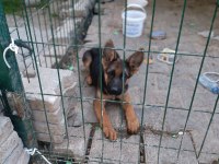 A kalite erkek alman çoban köpeği
