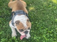 İngiliz Bulldog Köpeğimiz