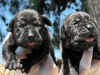 Cane corso yavrularımız