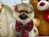 Show class pomeranian boo ayıcık kızımız