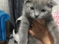 miniklerimiz scottish fold