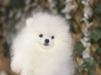 Üst kalite pomeranian