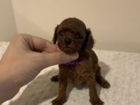 Kore Dişi Poodle