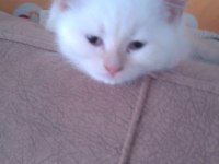 Sahiplendirme british longhair