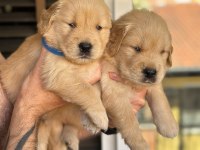Piyasadan değil ev ortamından golden retriever yavrular