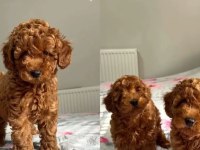 Aşılı  Toypoodle Yavrularımız 