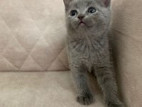 Safkan BRİTİSH shorthair ayı surat bebekler
