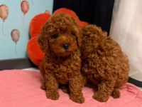 Teacup Poodle Yavrular