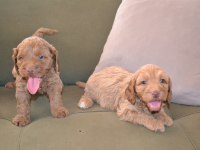 2 aylık teslime hazır 3 erkek 3 dişi maltipoo