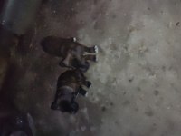 Uygun verilecek cane corso