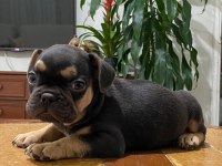 Egzotik French Bulldog Bebekleri