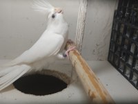 Dişi Albino Sultan Papağanı