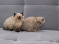 British Shorthair Yavrularımız Sağlık Ve Irk Garantili